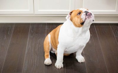Small children and pets at home? Here’s the hardwood flooring for you.