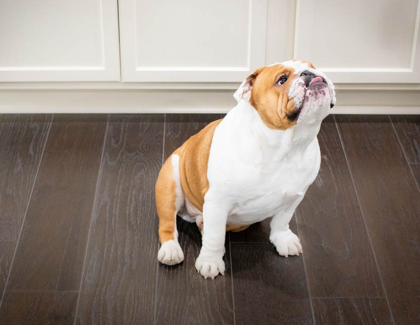 Small children and pets at home? Here’s the hardwood flooring for you.