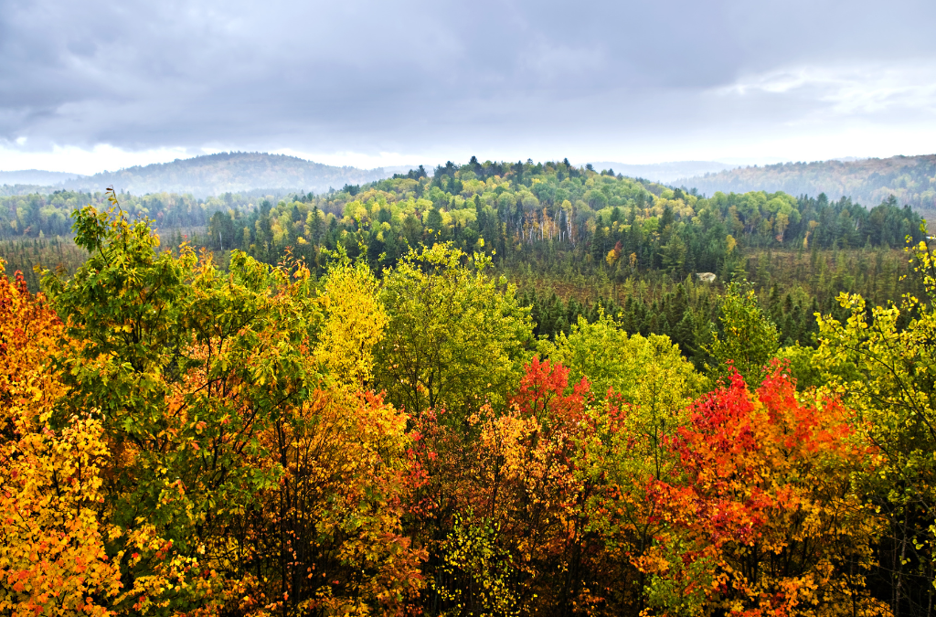 The Benefits of a Locally Sourced and Manufactured Hardwood Floor