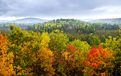 The Benefits of a Locally Sourced and Manufactured Hardwood Floor